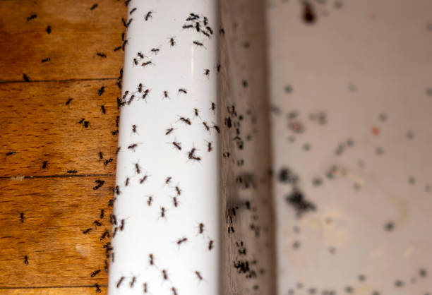 Best Commercial Pest Control Services  in Happy Valley, OR