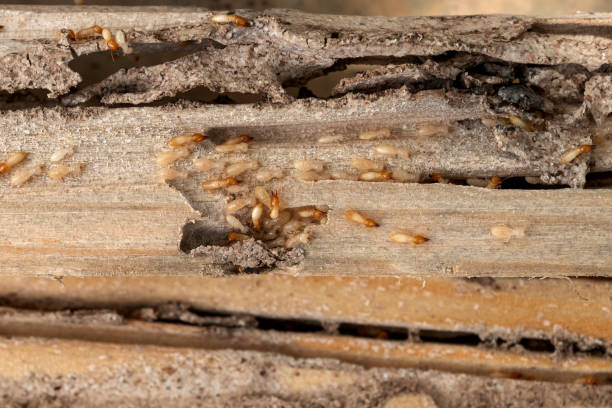 Best Local Pest Control Services  in Happy Valley, OR